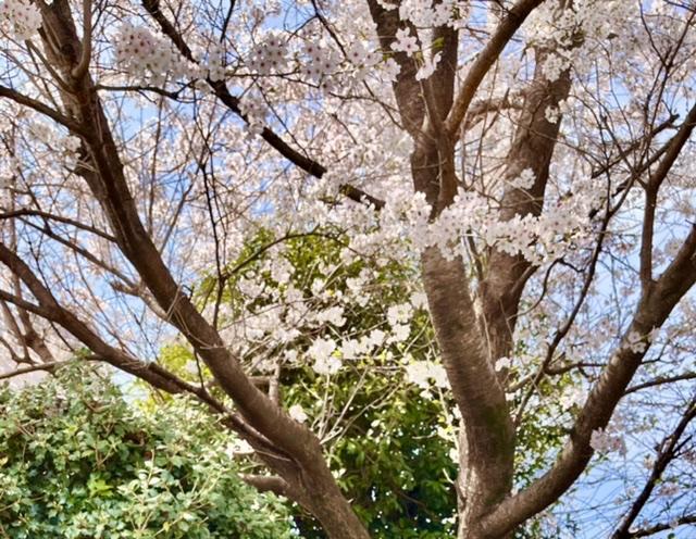 桜