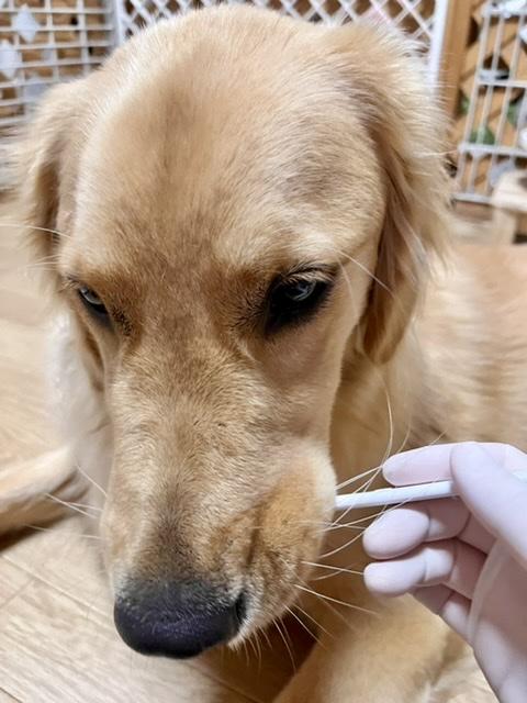 歯磨きを受ける犬